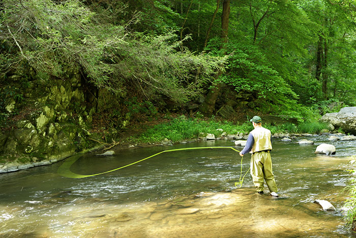 Southern Appalachian Strain Brook Trout Stream Near Bryson City NC 